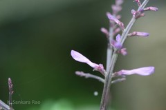 Gymnostachyum polyanthum